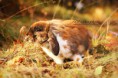 /album/rabbits-kaniner/a057-med-text-jpg/